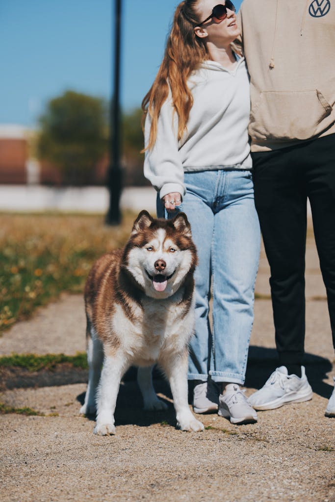 Free stock photo of active dog, adorable dog, alert dog